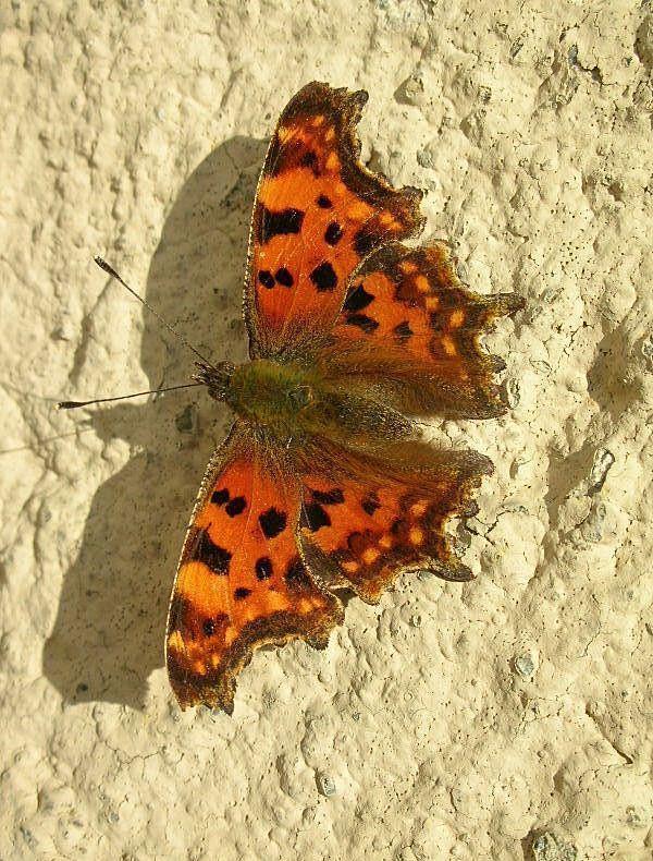 Polygonia c-album